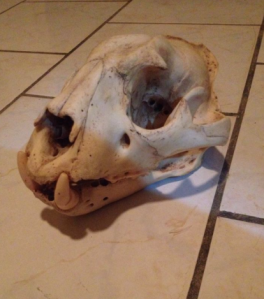 Jaguar skull = bad-ass